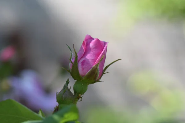 Ένα Κοντινό Πλάνο Ενός Αναπτυσσόμενου Μπουμπούκι Τριαντάφυλλου — Φωτογραφία Αρχείου