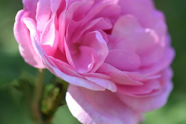 Zbliżenie Ujęcia Kwitnącej Hybrydowej Herbaty Róża — Zdjęcie stockowe