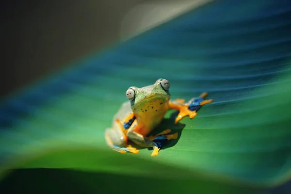 Eine Nahaufnahme Der Kleinen Bunten Frosch Mit Dem Verschwommenen Hintergrund — Stockfoto