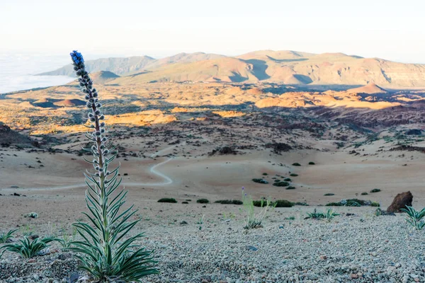 Eine Nahaufnahme Einer Blume Auf Dem Teide — Stockfoto