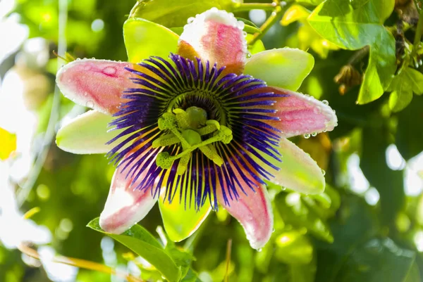 Passiflora Edulis Květ Guatemale Tropické Organické Střední Ameriky — Stock fotografie