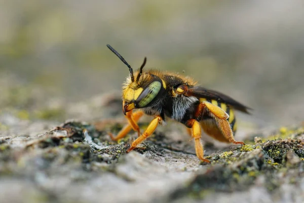 Close Uma Fêmea Amarela Oblong Woolcarder Bee Anthidium Oblongatum Gard — Fotografia de Stock
