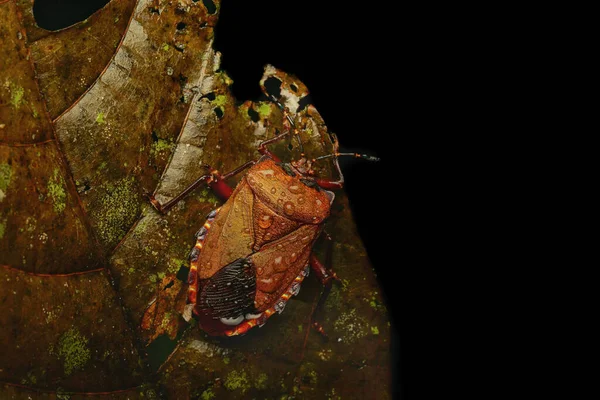 Primer Plano Pequeño Insecto Con Fondo Negro — Foto de Stock