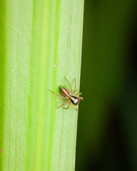 Bir Huni Örümceği Çayırdaki Çim Bıçağının Üzerinde — Stok fotoğraf