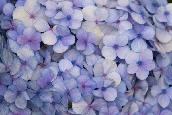 Flor Hortensias Jardín Guatemala Centroamérica — Foto de Stock