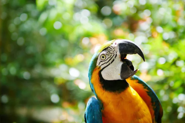 Een Selectieve Focus Van Het Gezicht Van Een Ara Tegen — Stockfoto