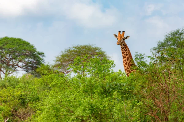 Uma Girafa Alta Entre Árvores Sob Céu Nublado — Fotografia de Stock