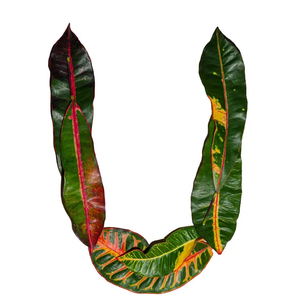 Буква Разработана Красочных Листьев Кротона Изолированы Белом Фоне — стоковое фото