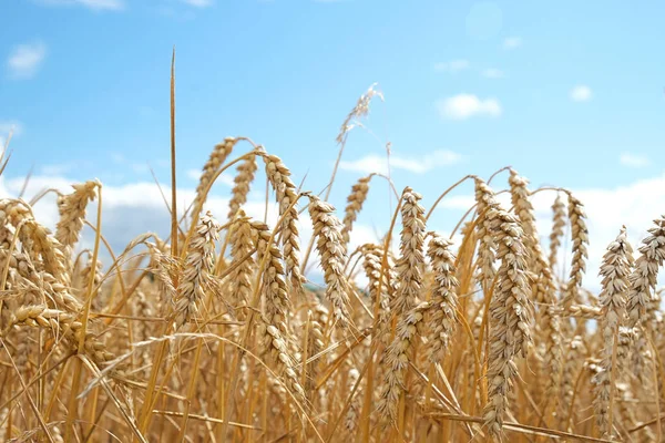 Närbild Gyllene Vete Panicles Ett Majsfält Med Blå Himmel Tyskt — Stockfoto