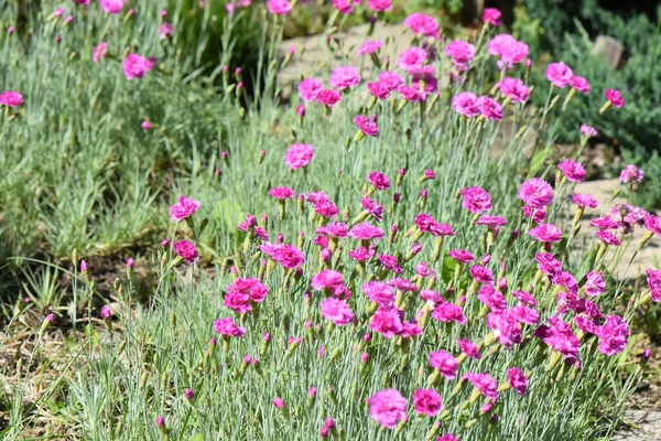 Closeup Shot Blooming Sweet William Flowers — Stock Photo, Image