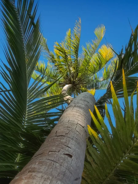 Vue Bas Cocotier Fond Ciel Bleu — Photo