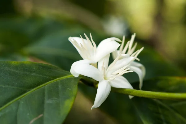 Beyaz Çiçekli Kahve Ağacı Çiçeği Yakın Görüş Kafe Arap Guatemala — Stok fotoğraf
