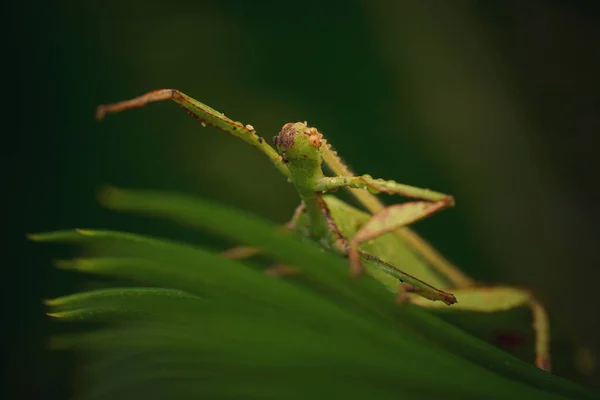 Detailní Záběr Hmyzu Rozmazaným Pozadím — Stock fotografie