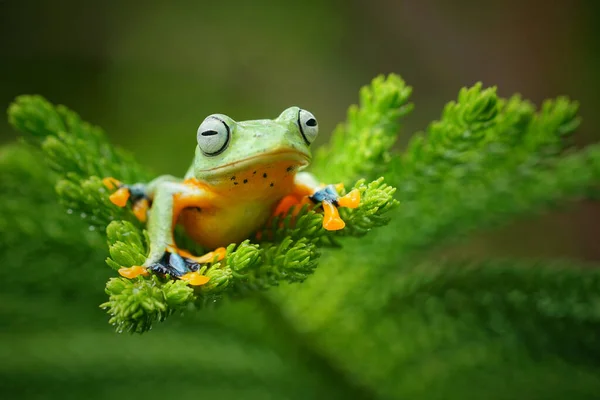 Primer Plano Del Pequeño Colorido Rana Con Fondo Borroso — Foto de Stock