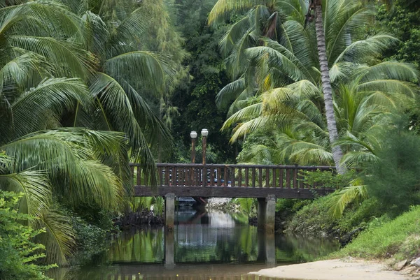 Malezya Adasındaki Tropikal Ormanda Derenin Üzerindeki Köprü — Stok fotoğraf