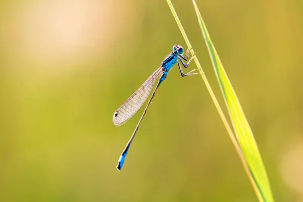 Macro Shot Beautiful Dragonfly Grass Field — Stock Photo, Image
