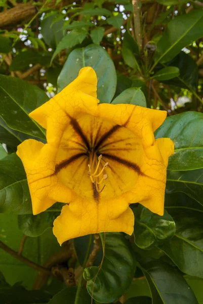 Uma Bela Flor Solandra Grandiflora Guatemala — Fotografia de Stock