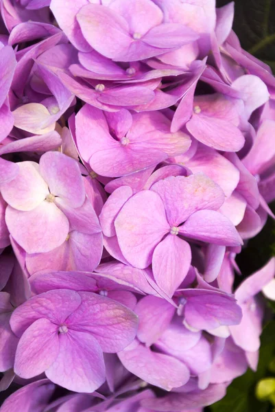 Цветок Гиалурогеи Саду Центральной Мексиканской Провинции Гватемала — стоковое фото