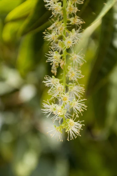 Arbre Fleurs Blanches Dans Parc Hiver Guatemala — Photo