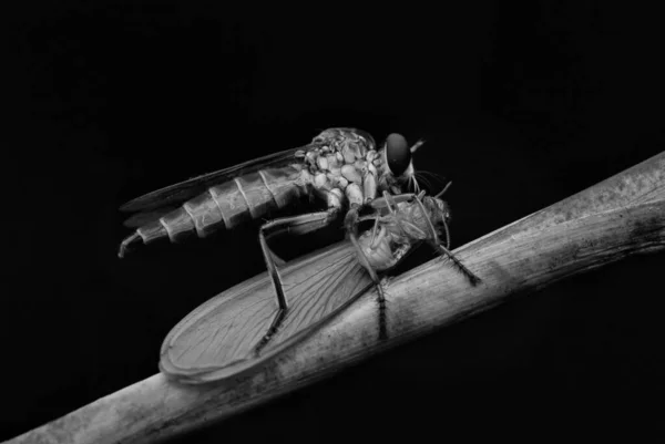 Eine Graustufen Nahaufnahme Eines Insekts Mit Schwarzem Hintergrund — Stockfoto