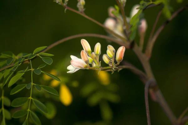 Flores Moringa Árvore Moringa Oleifera Guatemala — Fotografia de Stock