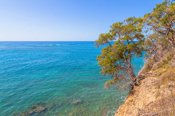 Ett Träd Sandklippan Med Havet Bakgrunden — Stockfoto