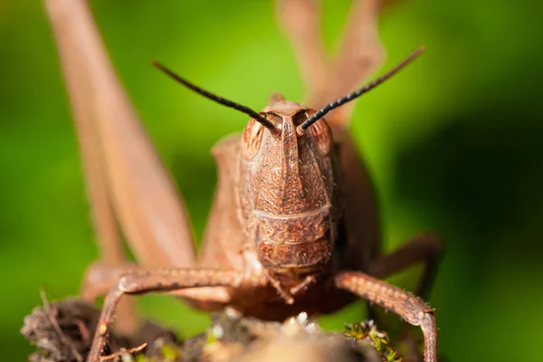 Enfoque Selectivo Saltamontes Marrones Suelo — Foto de Stock