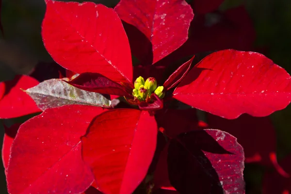 Euphorbia Pulcherrima Guatemala Pascua Flores Planta Navidad — Foto de Stock