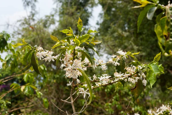 Café Fleur Arbre Avec Fleur Couleur Blanche Vue Rapprochée Coffea — Photo