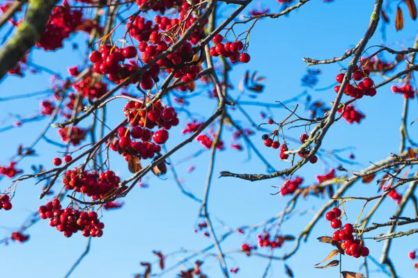 Une Concentration Sélective Fruits Rowan Sur Les Branches Des Arbres — Photo