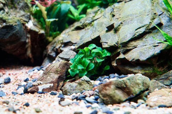 A tiny Anubias Petite in the aquascape aquarium. A big relief Frodo stone  laying on the sand.