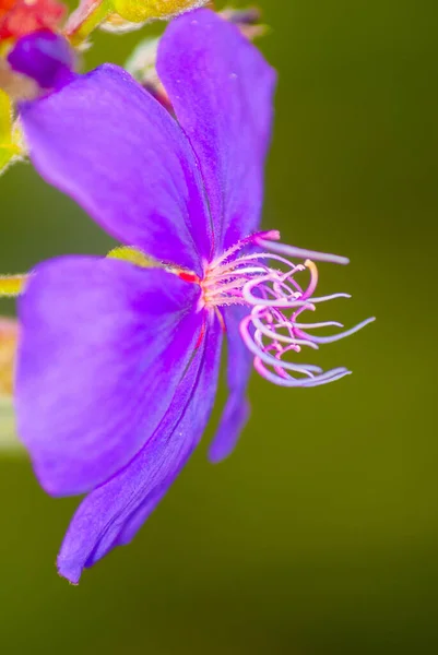 Прекрасна Квітка Сільських Горах Гватемали Органічна Декоративна Рослина Tibouchina Granulosa — стокове фото