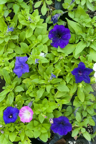 Cultivar Ετήσια Λουλούδια Petunia Στον Καλοκαιρινό Κήπο Στη Γουατεμάλα — Φωτογραφία Αρχείου