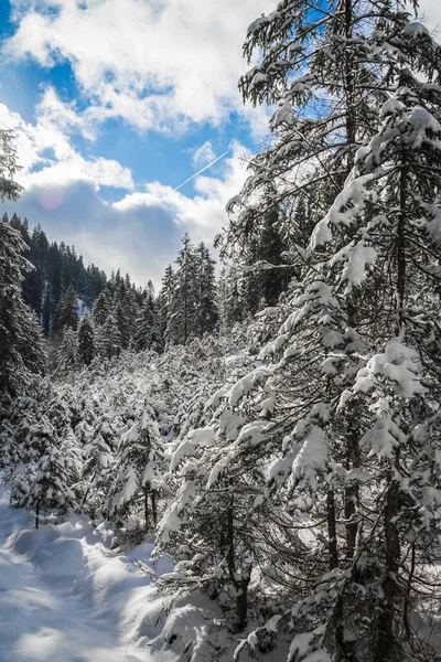 Una Vista Escalofriante Árboles Cubiertos Nieve Bosque Invierno —  Fotos de Stock