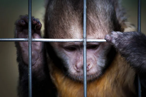 Macaco Cativo Gaiola Com Cara Triste — Fotografia de Stock