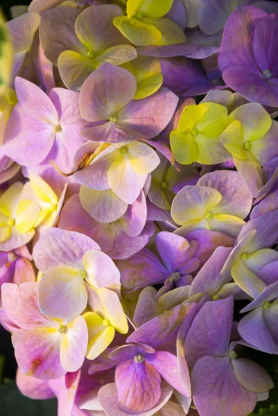 Цветок Гиалурогеи Саду Центральной Мексиканской Провинции Гватемала — стоковое фото