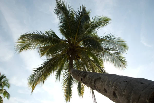 Natuurlijke Achtergrond Palmboom Van Onderen — Stockfoto