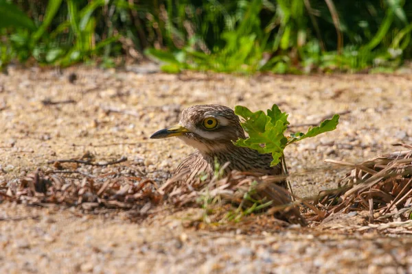 Close Eurasian Pedra Curlew Chão Sob Luz Sol — Fotografia de Stock