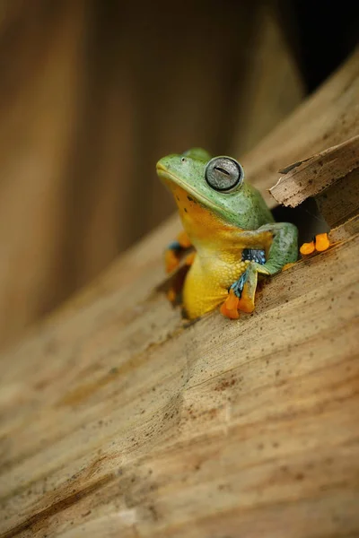 Küçük Renkli Bir Yakın Çekim Bulanık Arkaplan Ile Kurbağa — Stok fotoğraf