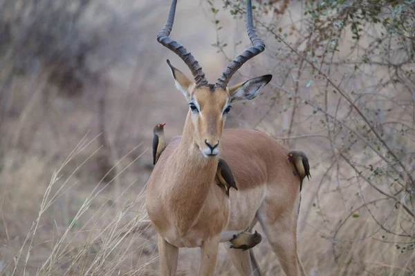 Tiro Close Pássaros Sentados Uma Impala Africana — Fotografia de Stock