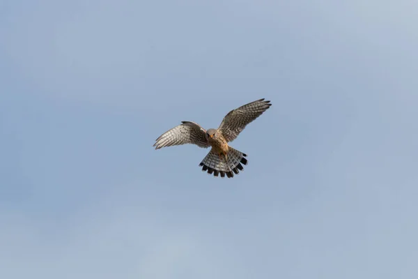 Tiro Ângulo Baixo Kestrel Comum Voando Céu Azul Claro — Fotografia de Stock