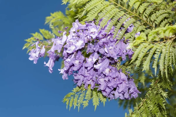 Flower  Jacaranda in Guatemala, Jacaranda mimosifolia. Central America.