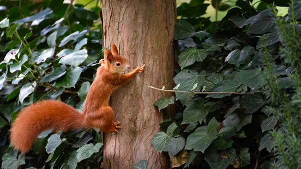 Petit Écureuil Orange Regardant Autour Tronc Arbre — Photo