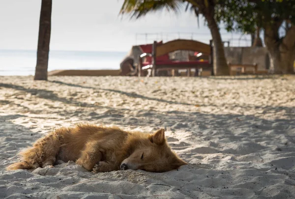 Собака Лежит Песчаном Пляже Океаном Заднем Плане — стоковое фото