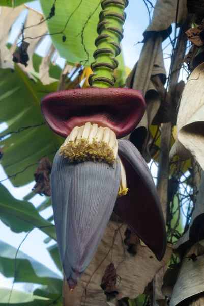 Тропічні Банани Банановому Дереві Гватемалі Musa Paradisiaca — стокове фото