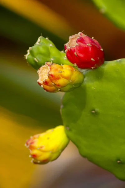 Folhas Flores Frutos Opuntia Ficus Indica Jardim Guatemala Também Chamado — Fotografia de Stock