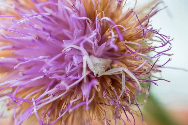 マルタ ロックセンチュリーの花 ホワイト ハンプ スパイダー トミサス オンストゥス Cheirolophus Crassifolius — ストック写真