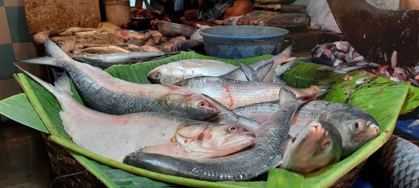 Ilish Uma Espécie Peixe Família Clupeidae Pertencente Família Clupeidae — Fotografia de Stock