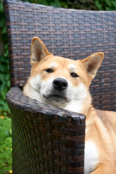 Colpo Verticale Una Bella Shiba Inu Seduta Sulla Sedia Natura — Foto Stock