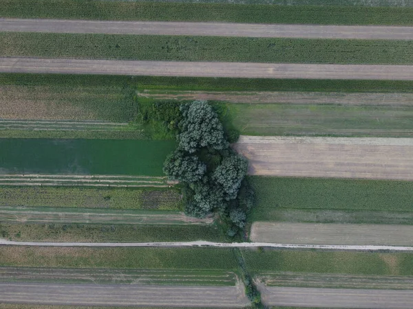 Воздушная Съемка Полей Сбора Урожая Группой Деревьев Посреди — стоковое фото